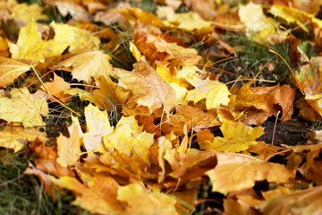 Naklejka na ściany i meble Background group autumn yellow leaves, selective focus, as a background for your project.