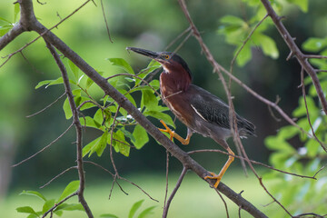 Green heron walking up a tree branch.