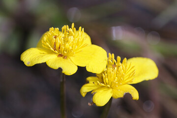 Fototapeta premium Caltha palustris, known as marsh-marigold and kingcup, wild plant from Finland