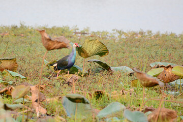 Purple Swamphen on the grass