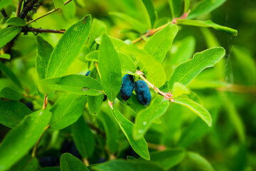 Ripe honeysuckle berries on the bush. Selective focus. Shallow depth of field.
