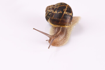 Snail on the white background.