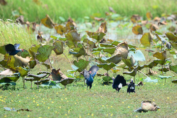 Purple Swamphen on the grass