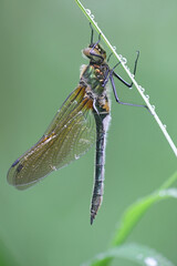Cordulia aenea, known as the downy emerald, a dragonfly from Finland