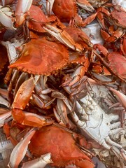 Hot Steamed Blue Crabs on table
