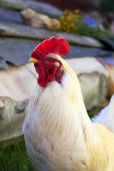 The cock and hen on traditional free range poultry farm