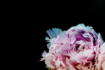a peony flower with gradient against a black background