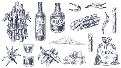 Sketch sugar cane. Sugarcane farm harvest, plant stalks organic cane leaves, sugar sack and cubes, bottle of rum, hand drawn vector set. Vintage alcoholic beverage with plant isolated on white.