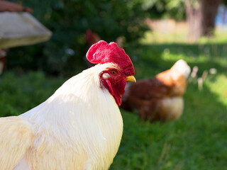 The cock and hen on traditional free range poultry farm, selective focus