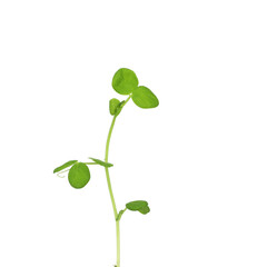 Young winged bean Psophocarpus tetragonolobus green sprout growing with isolated white background