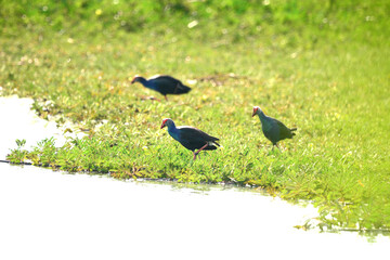 Purple Swamphen on the grass