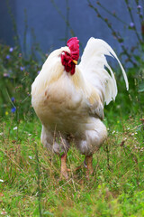 The cock and hen on traditional free range poultry farm