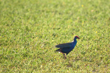Purple Swamphen on the grass