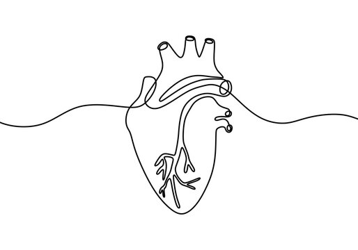 Single continuous line art anatomical human heart silhouette. Isolated heart on white background. Healthy medicine concept design one sketch outline drawing. Linear style. Vector illustration
