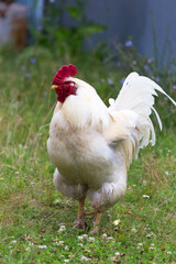 The cock and hen on traditional free range poultry farm
