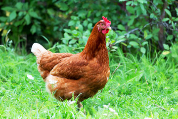 Chicken on the traditional free range poultry farm, selective focus