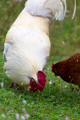 The cock and hen on traditional free range poultry farm, selective focus