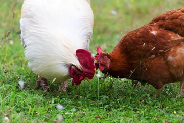 The cock and hen on traditional free range poultry farm, selective focus