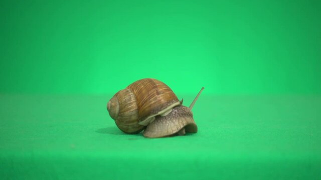 snail on a green screen