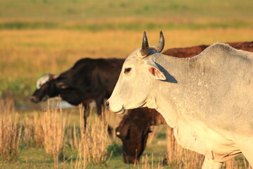Toros y vacas en Corrientes