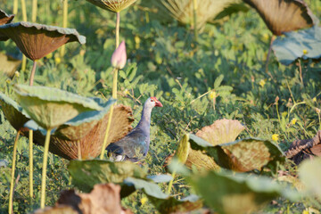 Purple Swamphen on the grass