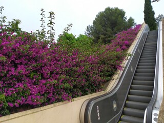 Barcelona, Spain, Botanical Garden of Montjuic, Bugambilla, plant