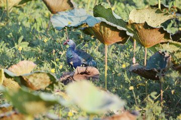 Purple Swamphen on the grass