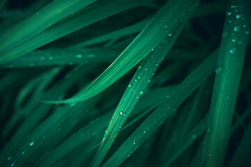 rain drop on green grass leaf texture background.