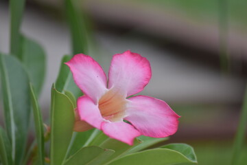 Obraz premium pink magnolia flower