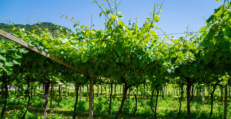 Beautiful nature background. Organic vineyards. Grape rows on vineyard in Austria.