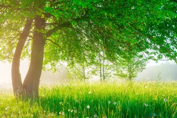 Gardinen Frühlingslandschaft © alexugalek
