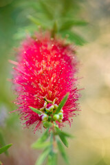 callistemon flower in very close up