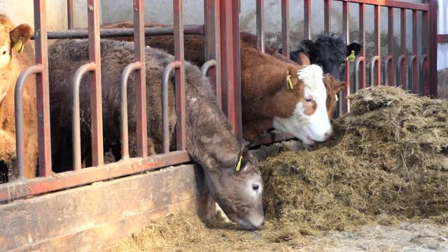 Cattle eating silage grass through a gate in a shed at a farm 
