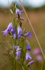 Fioletowe polne kwiaty.   Chwasty polne. Dzika przyroda. Kwiaty w naturalnym srodowisku. © ff25