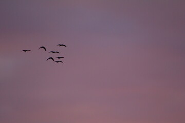 pajaros volando en Laguna Corazón, Santa Ana de los Guácaras, Corrientes