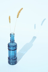 dry wheat in a blue glass bottle on a white background