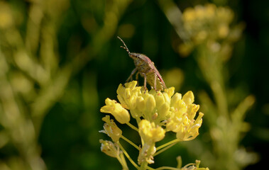The bug is sitting on a yellow flower in a wary pose