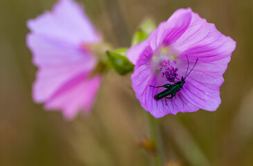 Fioletowe polne kwiaty.  Owad na platkach. Chwasty polne. Dzika przyroda. © ff25