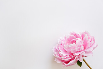 Studio shot of one beautiful peony flower over white background with a lot of copy space for text. Feminine floral composition. Close up, top view, backdrop, flat lay. © Evrymmnt