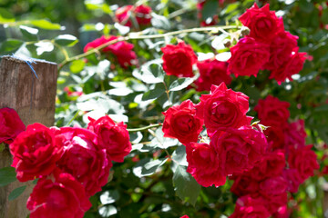 Growing bush of a blooming rose