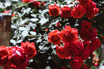 Growing bush of a blooming rose