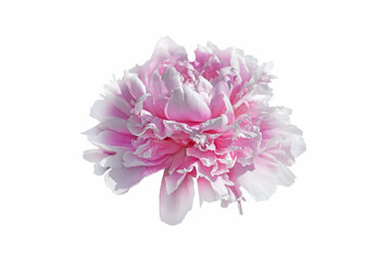 pink peony flower isolated on white background