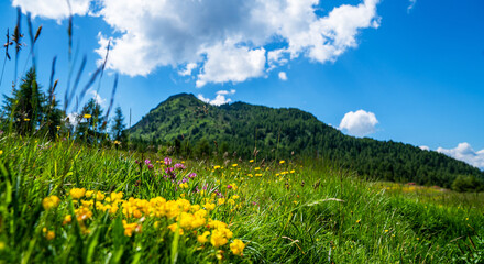Obraz premium Panorama of beautiful countryside of Swiss Alps. Sunny afternoon. Wonderful springtime landscape in mountains. Grassy field and spring flowers. Rural scenery.