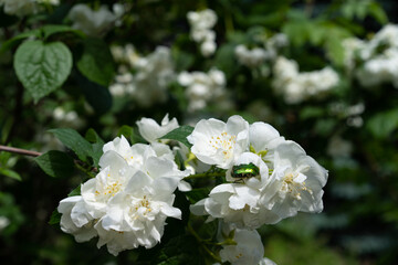 Blooming jasmine bush with green leaves