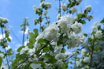 Blooming jasmine bush with green leaves