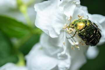 Cetoniinae sits on a jasmine flower