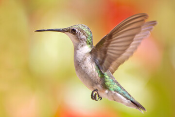 Fototapeta na wymiar Close Up View of a Hummingbird Hovering in Mid Air with Wings Fully Extended in a Louisiana Garden 