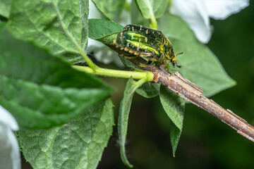 Melolontha sits on a jasmine flower