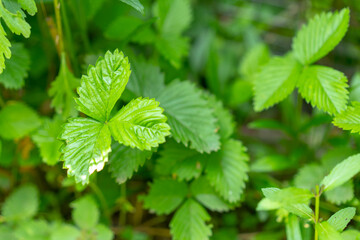 Leaves of a growing strawberry bush