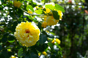 A growing bush of blooming yellow roses